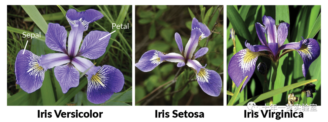 【机器学习】人工神经网络-多层感知器(MLP)对鸢尾花数据集进行分类 【机器学习】人工神经网络-多层感知器(MLP)对鸢尾花数据集进行分类